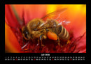 Bienen Fotokalender 2026 - 7