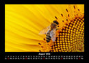 Bienen Fotokalender 2026 - 8