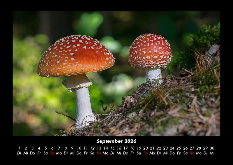 Pilzkalender Fotokalender 2026 - 9