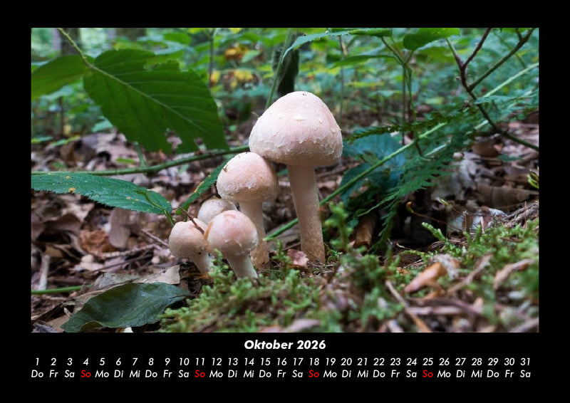 Pilzkalender Fotokalender 2026 - 10