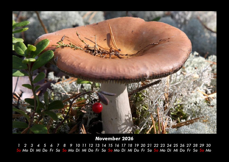 Pilzkalender Fotokalender 2026 - 11