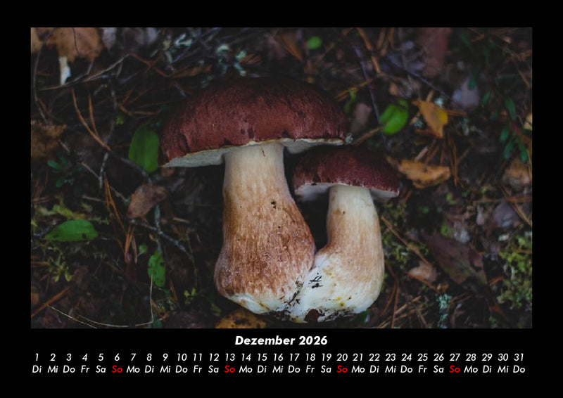 Pilzkalender Fotokalender 2026 - 12