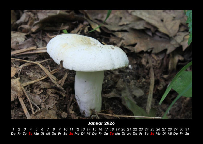 Pilzkalender Fotokalender 2026 - 1
