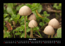 Pilzkalender Fotokalender 2026 - 3