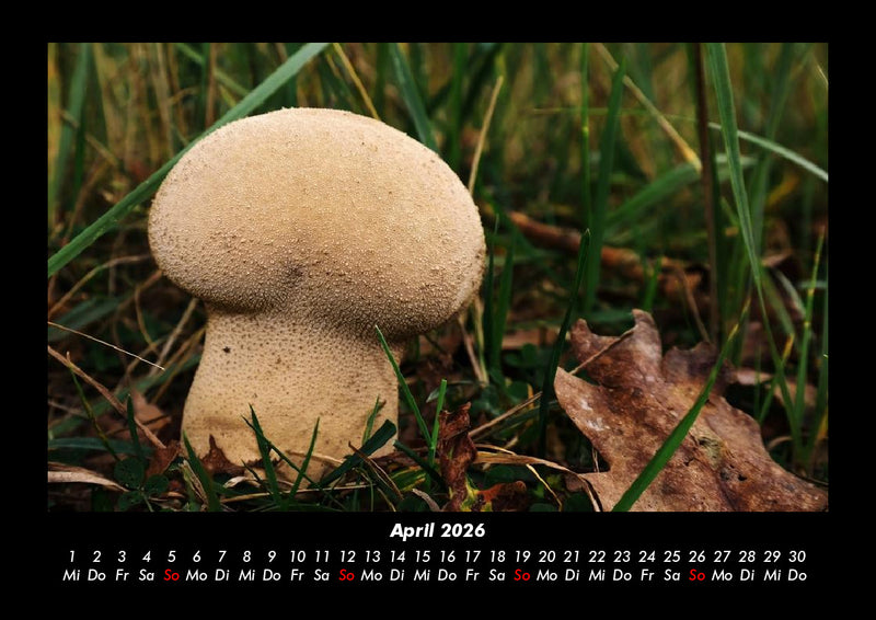 Pilzkalender Fotokalender 2026 - 4