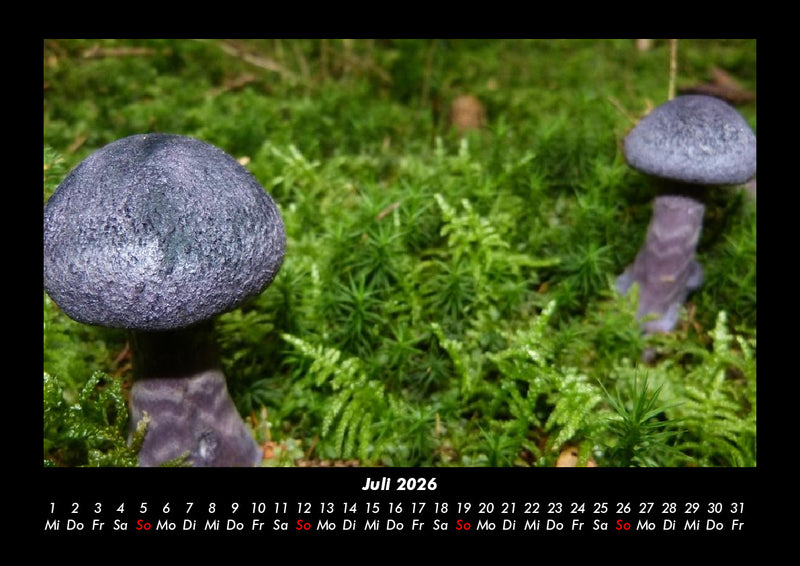 Pilzkalender Fotokalender 2026 - 7