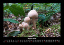 Pilzkalender Fotokalender 2026 - 8