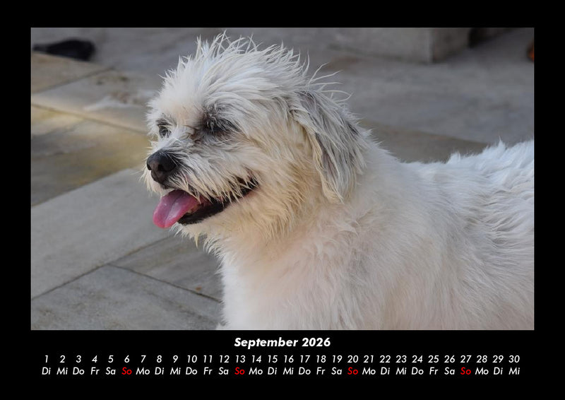 Haustierkalender Fotokalender 2026 - 9