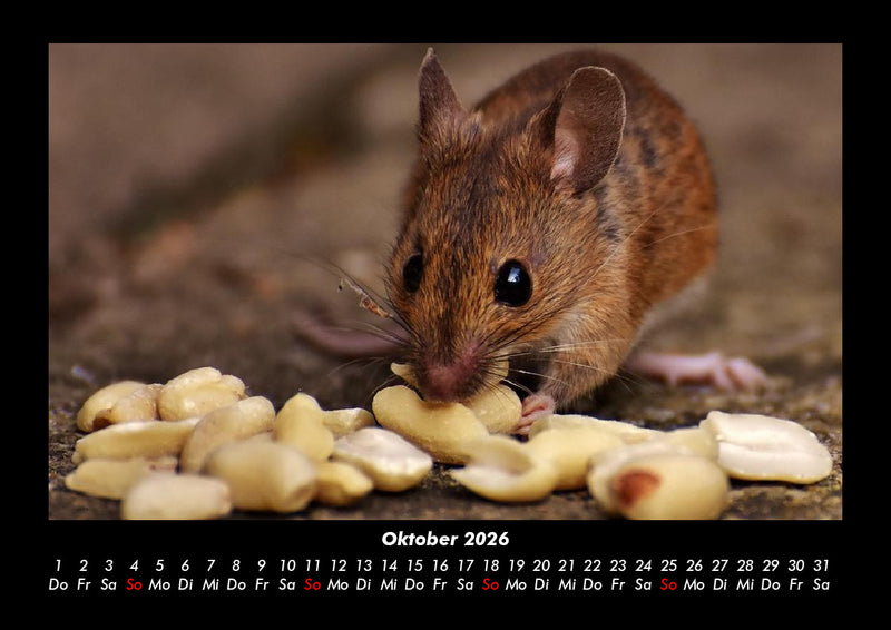 Haustierkalender Fotokalender 2026 - 10