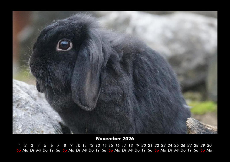 Haustierkalender Fotokalender 2026 - 11