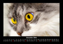 Haustierkalender Fotokalender 2026 - 12