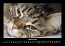 Haustierkalender Fotokalender 2026 - 1
