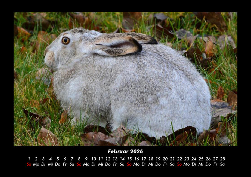 Haustierkalender Fotokalender 2026 - 2
