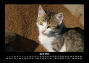 Haustierkalender Fotokalender 2026 - 4