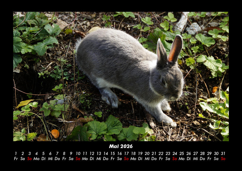 Haustierkalender Fotokalender 2026 - 5