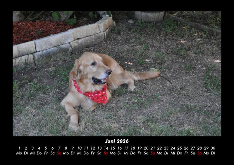 Haustierkalender Fotokalender 2026 - 6