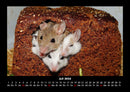 Haustierkalender Fotokalender 2026 - 7