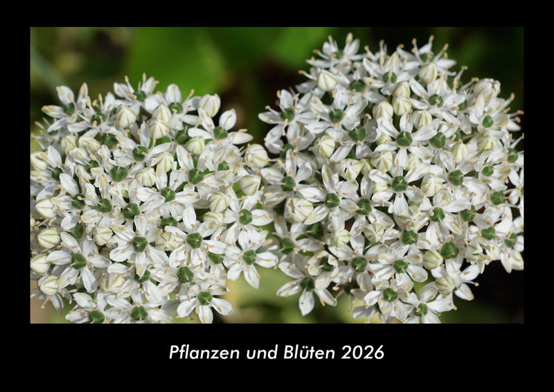 Pflanzen und Blüten Fotokalender 2026 - Hauptbild