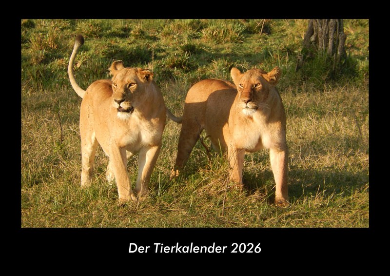 Der Tierkalender Fotokalender 2026 - Hauptbild