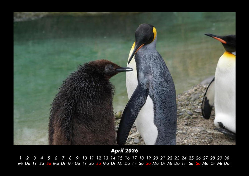 Der Tierkalender Fotokalender 2026 - 4