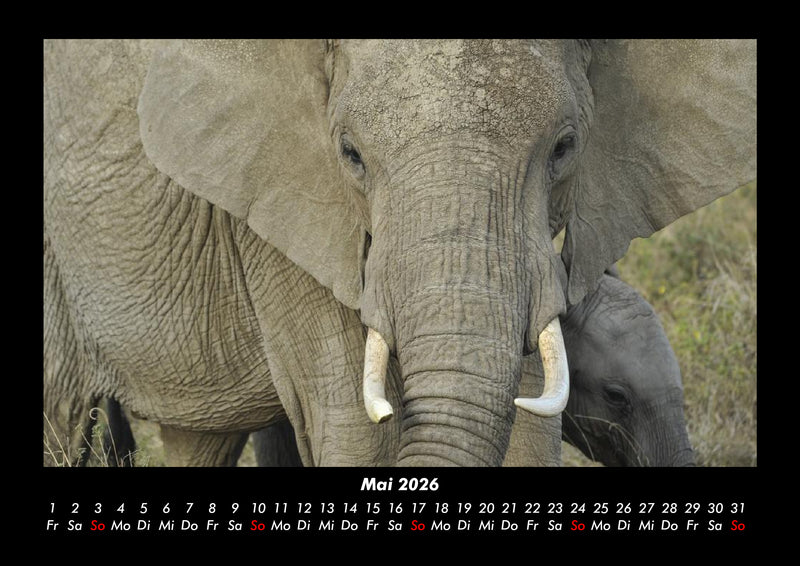 Der Tierkalender Fotokalender 2026 - 5