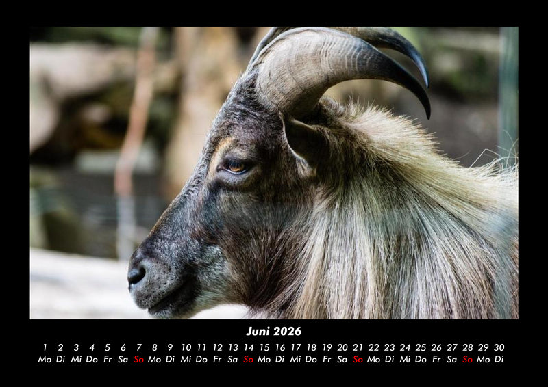 Der Tierkalender Fotokalender 2026 - 6