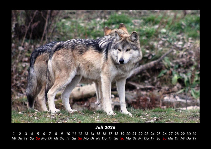 Der Tierkalender Fotokalender 2026 - 7