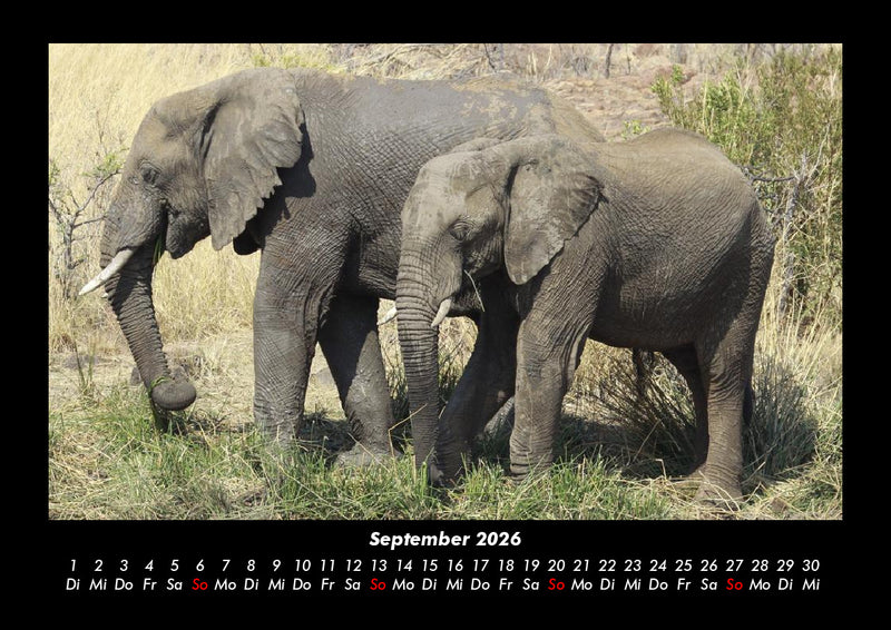 Der Elefantenkalender Fotokalender 2026 - 9