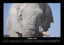 Der Elefantenkalender Fotokalender 2026 - 10