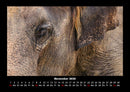 Der Elefantenkalender Fotokalender 2026 - 11