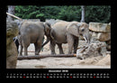 Der Elefantenkalender Fotokalender 2026 - 12
