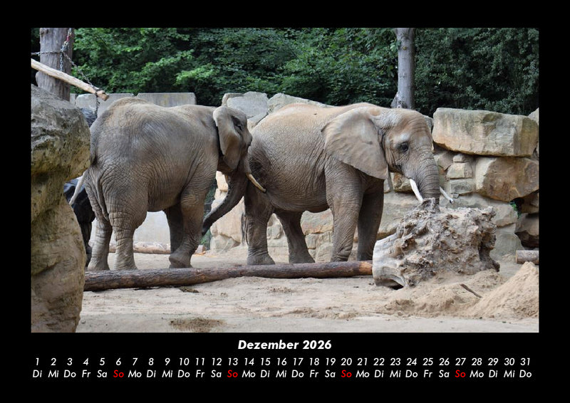 Der Elefantenkalender Fotokalender 2026 - 12