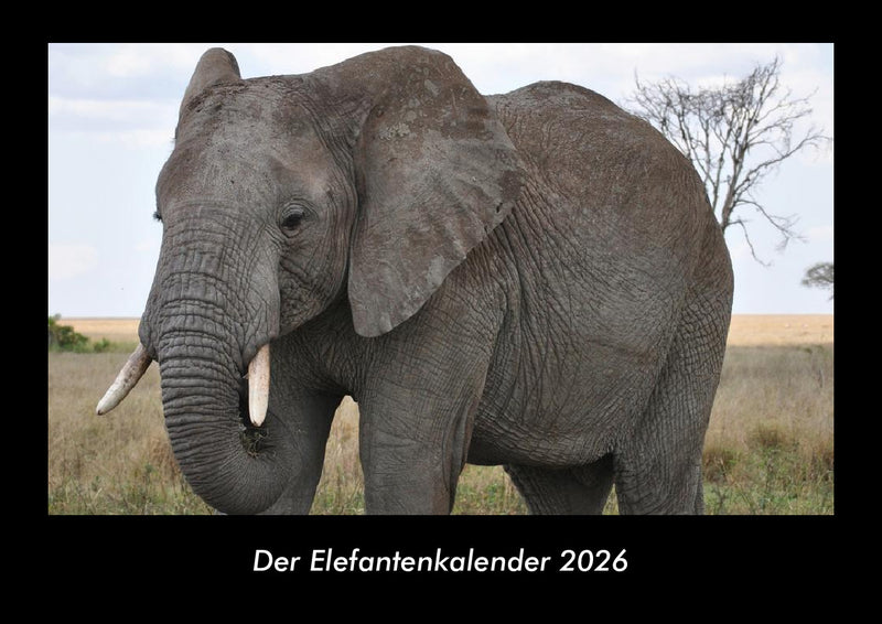 Der Elefantenkalender Fotokalender 2026 - Hauptbild