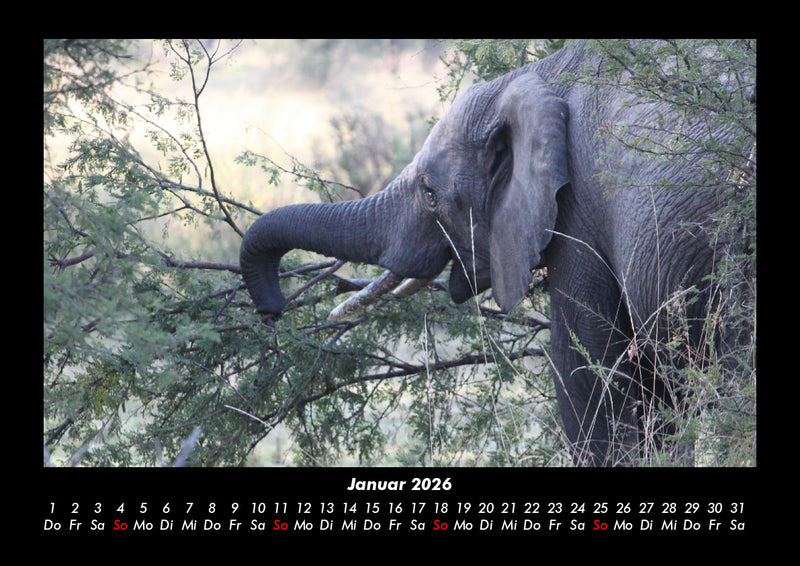 Der Elefantenkalender Fotokalender 2026 - 1