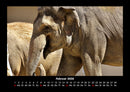 Der Elefantenkalender Fotokalender 2026 - 2