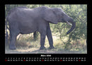 Der Elefantenkalender Fotokalender 2026 - 3