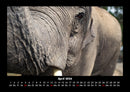 Der Elefantenkalender Fotokalender 2026 - 4