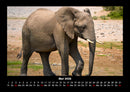 Der Elefantenkalender Fotokalender 2026 - 5