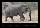 Der Elefantenkalender Fotokalender 2026 - 7
