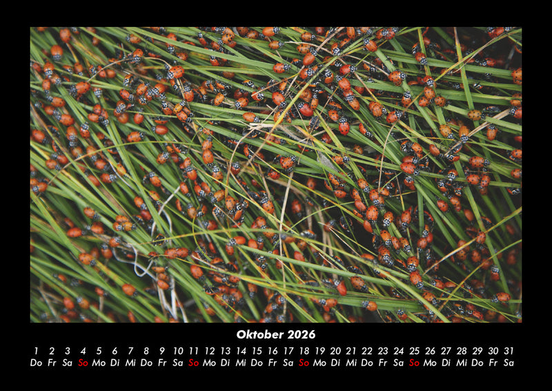 Käfer  Fotokalender 2026 - 10