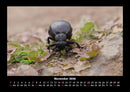 Käfer  Fotokalender 2026 - 11