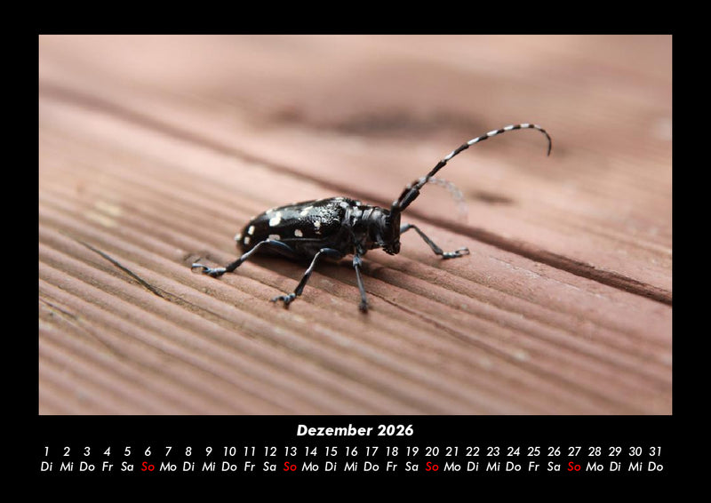 Käfer  Fotokalender 2026 - 12