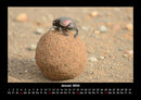 Käfer  Fotokalender 2026 - 1