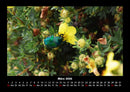 Käfer  Fotokalender 2026 - 3