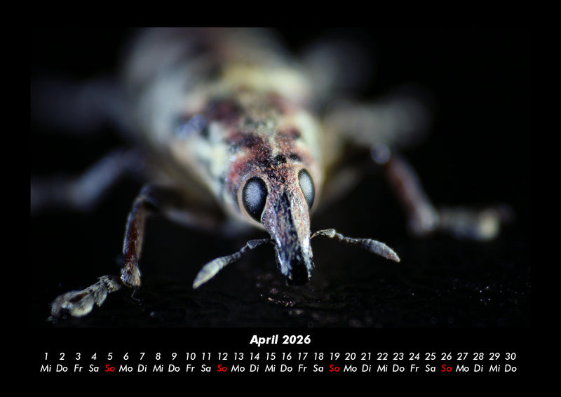 Käfer  Fotokalender 2026 - 4