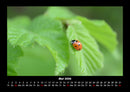 Käfer  Fotokalender 2026 - 5