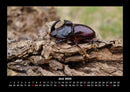 Käfer  Fotokalender 2026 - 6