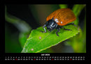 Käfer  Fotokalender 2026 - 7