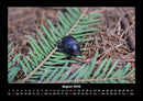 Käfer  Fotokalender 2026 - 8