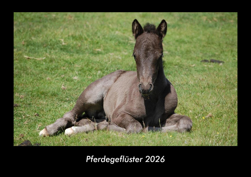 Pferdegeflüster Fotokalender 2026 - Hauptbild